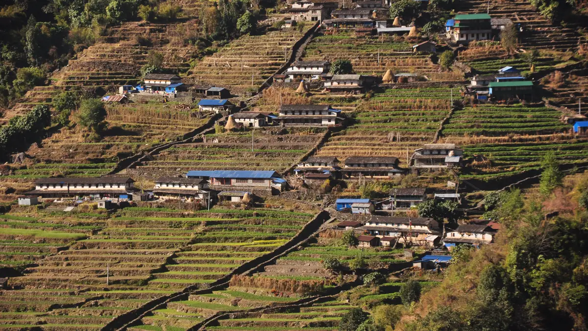 Terraced fields and lodges on the hillside of Chhomrong