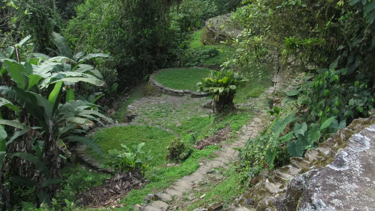 Steinweg zwischen bewachsenen Terrassen in der Ciudad Perdida