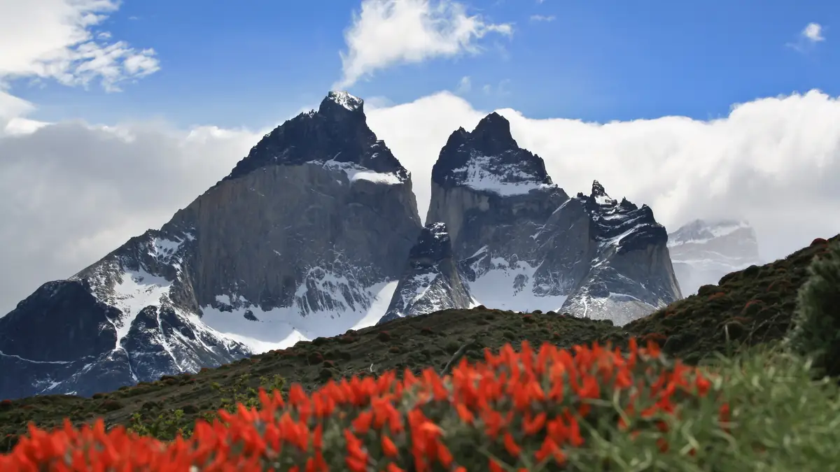 Roter Notro-Busch vor den Cuernos del Paine