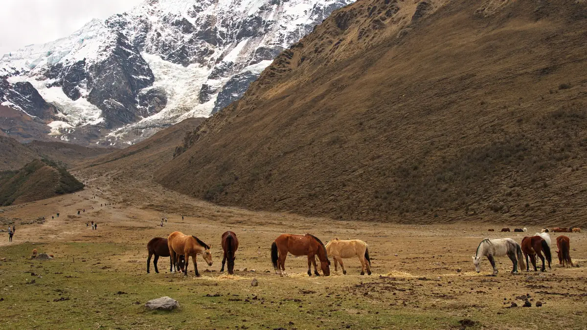 Horses at Soraypampa on the way to Humantay Lake, the Humantay glacier behind