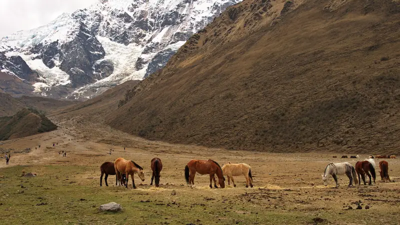 Horses at Soraypampa on the way to Humantay Lake, the Humantay glacier behind