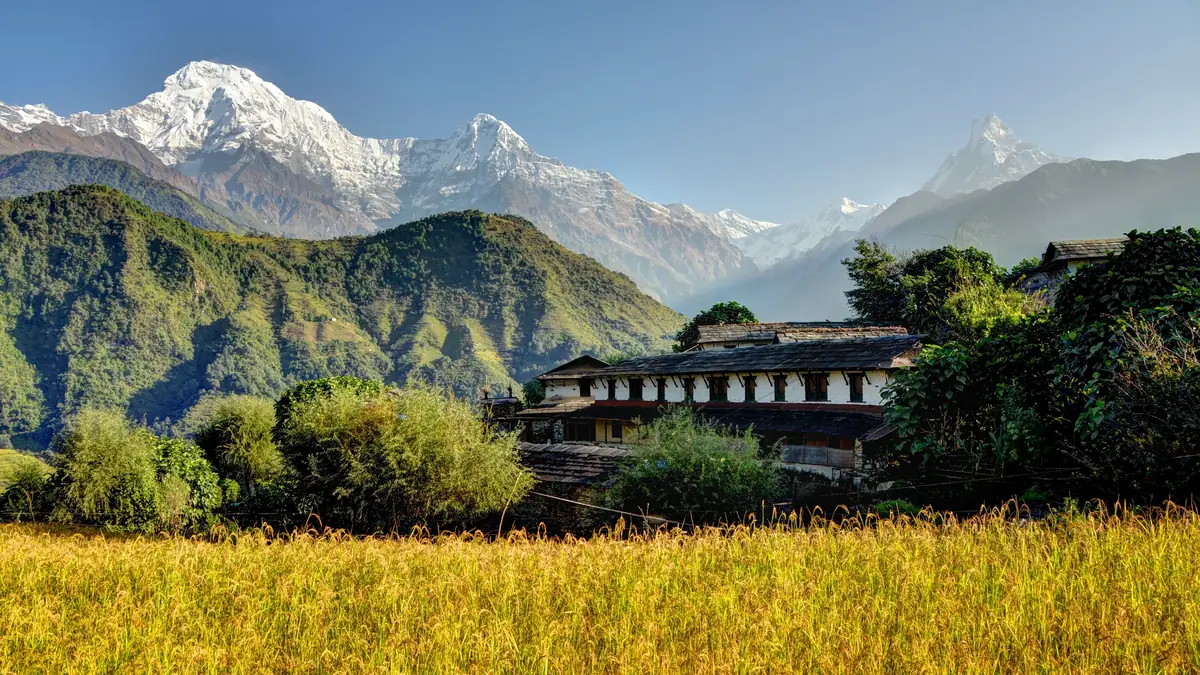 Rice terraces near Ghandruk with Annapurna South, Hiunchuli and Machapuchare