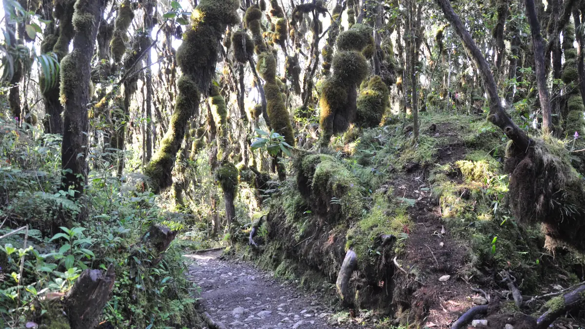 Moss-draped montane rainforest on the lower slopes of Kilimanjaro