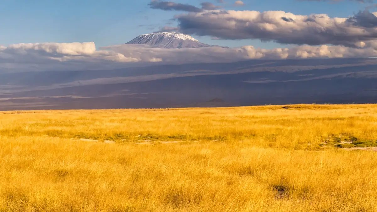 The snow-capped Kibo of Kilimanjaro above the yellow savanna