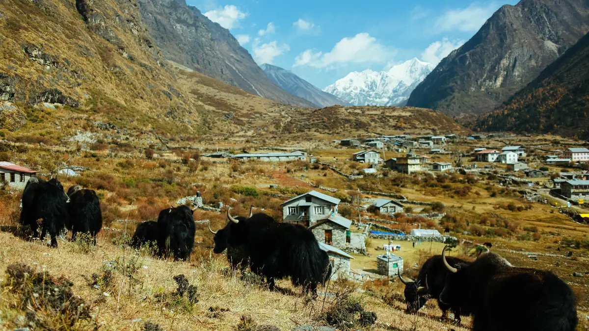 Das alte Langtang-Dorf vor 2015: Yaks auf der Weide, Steinhäuser, der Lirung im Hintergrund