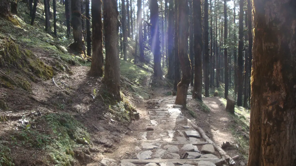 Gepflasterter Pfad durch den Wald unterhalb von Lama Hotel