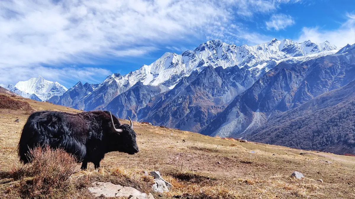 Yak on the pasture near Kyanjin, the peaks of the Langtang Himal behind