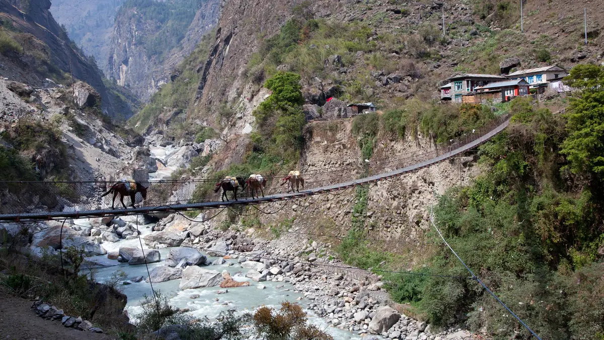 Maultiere auf der Hängebrücke über den Marsyangdi bei Dharapani