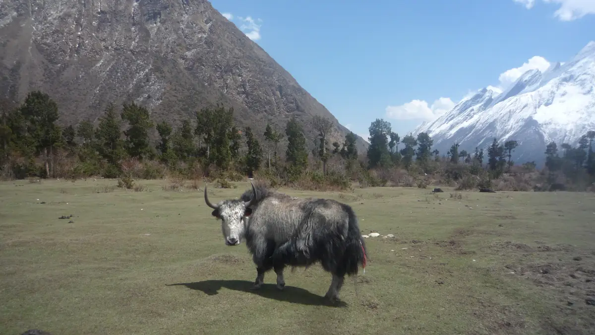 A yak on the pasture before the snow mountains