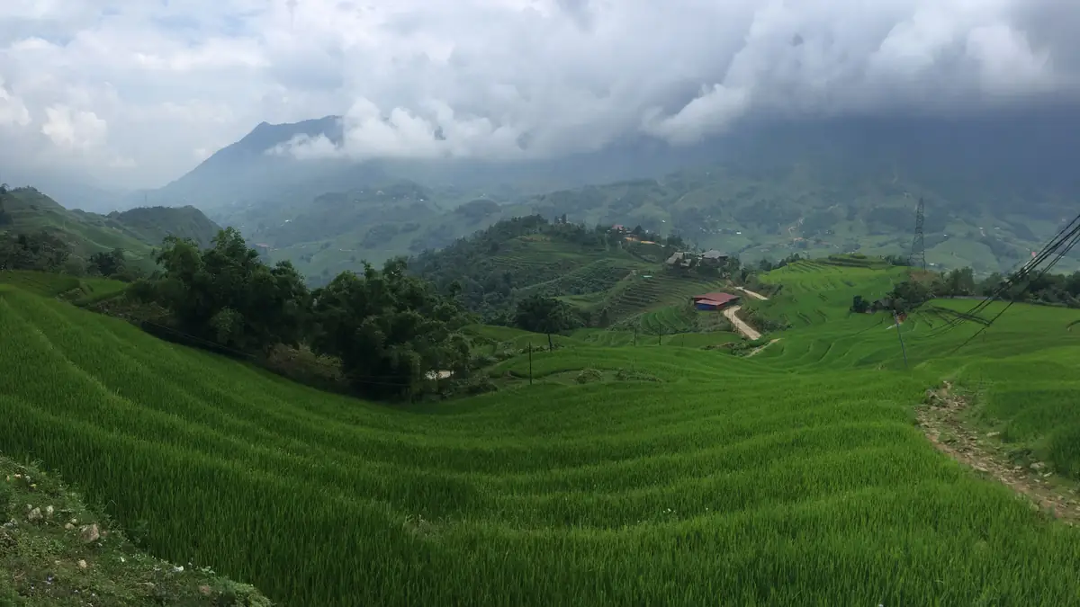 Rice terraces in the Muong Hoa valley under low cloud