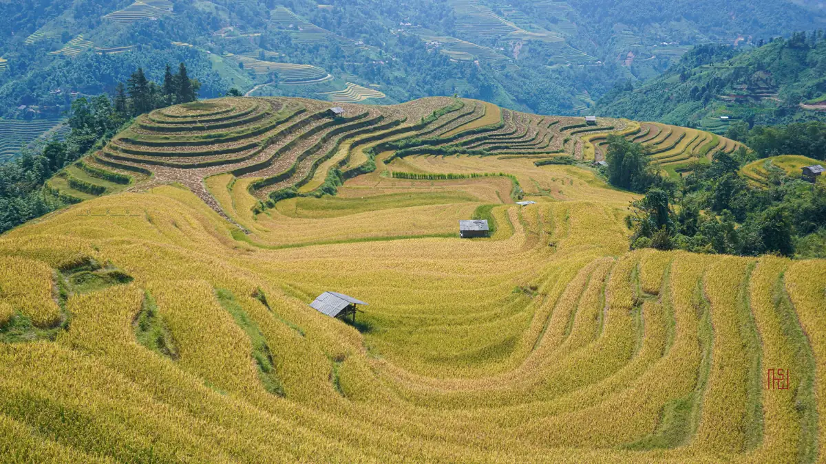 Golden rice terraces near Hoang Su Phi in autumn