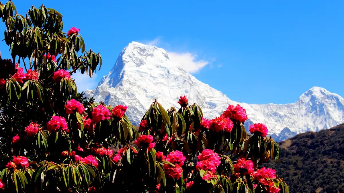Rhododendrons in bloom before Machapuchare