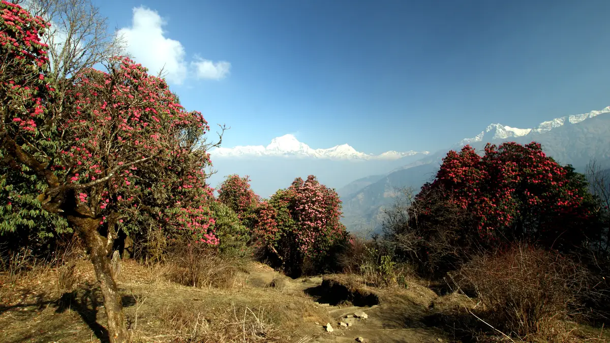 Rhododendron forest above Ghorepani with Dhaulagiri