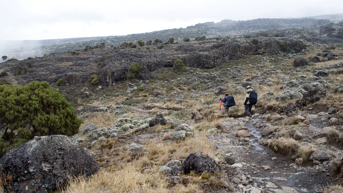 Hikers on the Shira Plateau among heath and lava rock