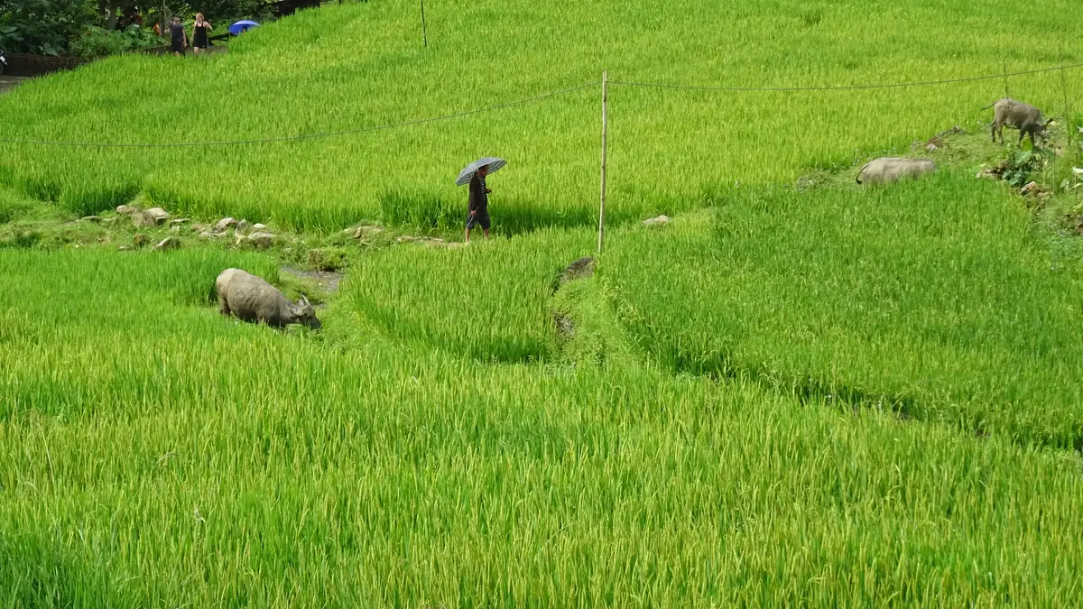 Water buffalo in a rice field near Ta Van