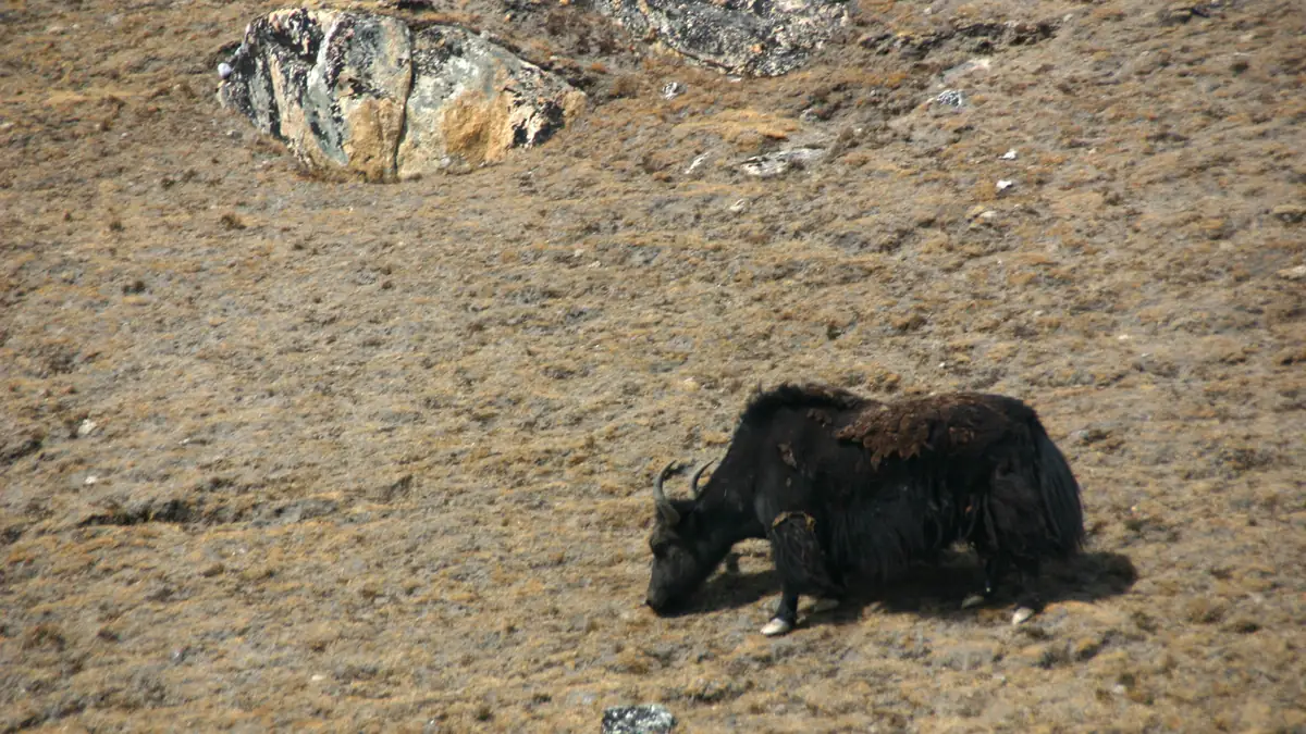Ein Yak weidet am Hang des Kala Patthar